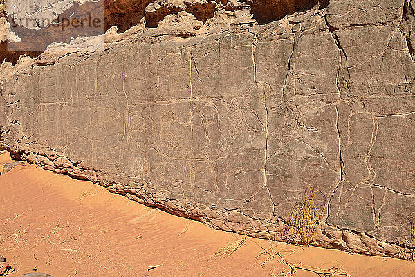 Nordafrika  Sahara  Algerien  Tassili N'Ajjer National Park  Tadrart  neolithische Felskunst  Felsgravur von Kühen und Stieren