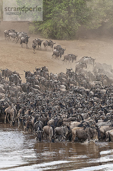 Afrika  Kenia  Maasai Mara National Park  Herde von Streifengnus (Connochaetes taurinus) am Mara-Fluss  Gnu-Wanderung