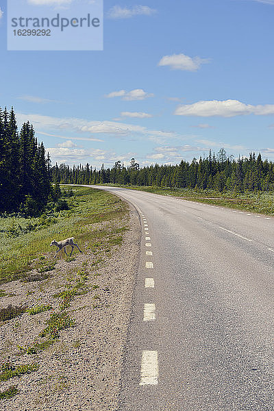 Schweden  Arvidjaur  Junges Rentier überquert Straße