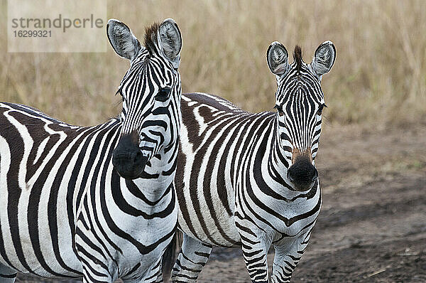 Afrika  Kenia  Maasai Mara National Reserve  Zwei Steppenzebras (Equus quagga)  Porträts