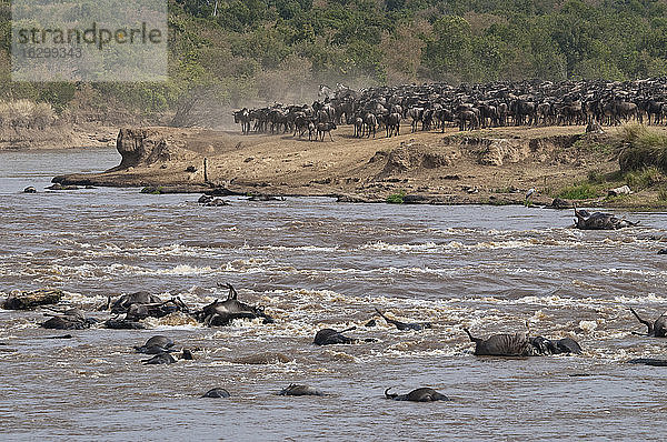 Afrika  Kenia  Maasai Mara National Reserve  Gnus  Connochaetes taurinus  während der Migration  Gnus beim Überqueren des Mara-Flusses  viele tote Gnus im Vordergrund