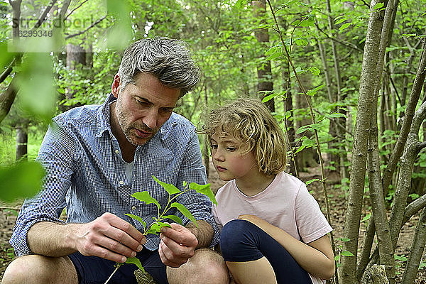 Mann hält Blatt und spricht mit Tochter im Wald