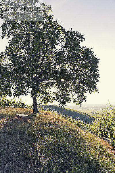 Frankreich  einzelner Baum auf einem Hügel im Gegenlicht
