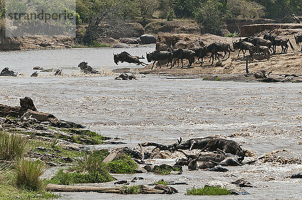 Afrika  Kenia  Maasai Mara National Reserve  Blaues oder Gewöhnliches Gnu (Connochaetes taurinus)  während der Migration  Gnu überquert den Mara Fluss  viele tote Gnus im Vordergrund