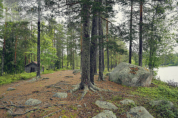 Schweden  Leksand  Wald und Holzhütte am Ejensee