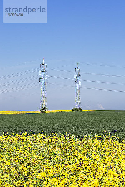 Deutschland  Nordrhein-Westfalen  Pulheim  Blick auf Rapsfelder (Brassica napus) vor Hochspannungsfreileitungen und Emissionen eines Braunkohlekraftwerks