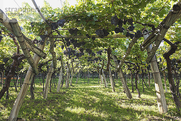 Italien  Südtirol  Kaltern  Blaue Weintrauben am Rebstock