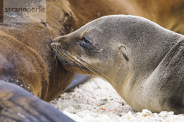 Ecuador  Galapagos  Genovesa  Galapagos-Seelöwen  Zalophus wollebaekii  am Strand