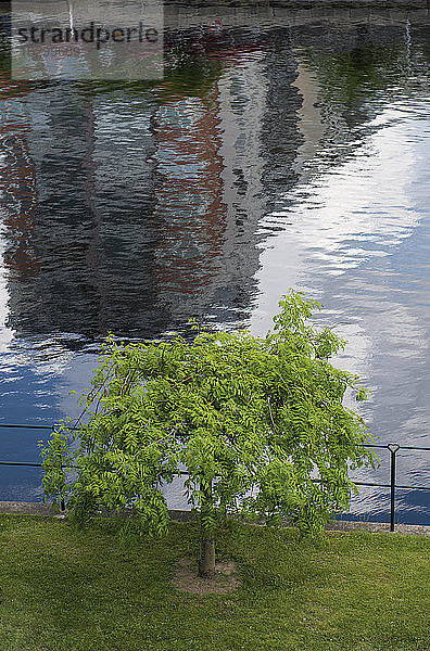 Schweden  Halmstad  einzelner Baum und Wasserreflexion im Fluss Nissan