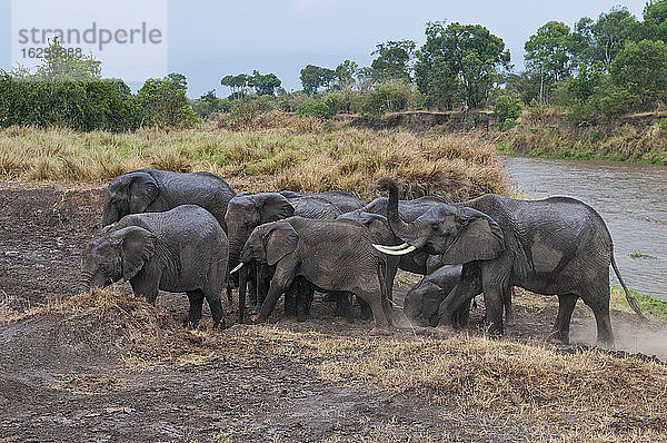 Afrika  Kenia  Maasai Mara National Reserve  Afrikanische Buschelefanten  Loxodonta africana  mit Jungtieren beim Überqueren des Mara-Flusses