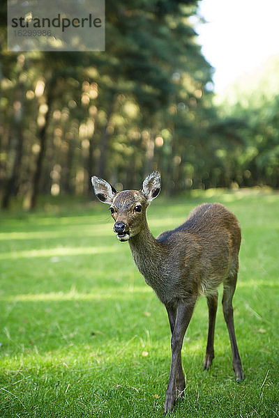 Junges Rehwild (Capreolus capreolus) auf einer Wiese