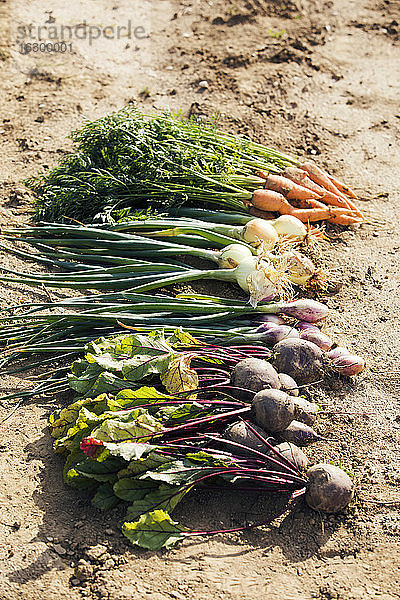 Reihe mit frisch geerntetem  selbst angebautem Gemüse