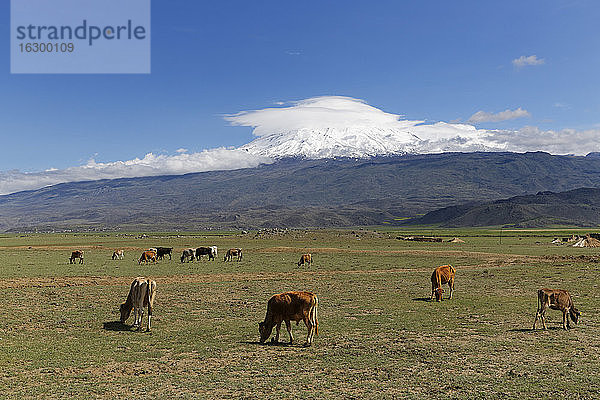 Türkei  Ostanatolien  Provinz Agri  Berg Ararat  Kühe auf einer Wiese