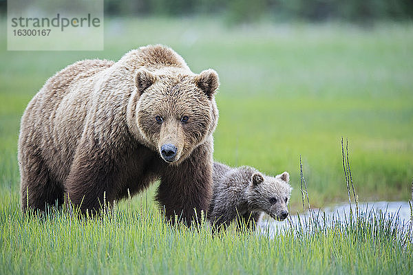 USA  Alaska  Lake Clark National Park and Preserve  Braunbär mit Jungtieren
