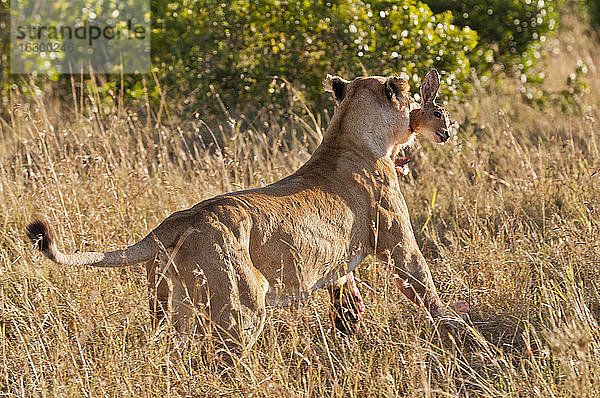 Kenia  Löwe läuft mit Buschbock im Maul davon