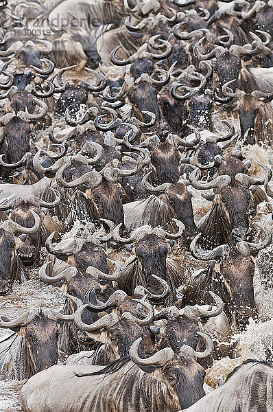Afrika  Kenia  Maasai Mara National Park  Nahaufnahme eines Streifengnus (Connochaetes taurinus)  während der Migration  Gnu überquert den Mara Fluss