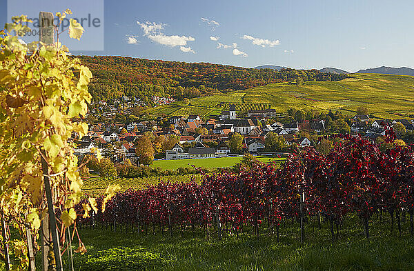 Deutschland  Baden-Württemberg  Weinberge bei Pfaffenweiler im Markgraflerland