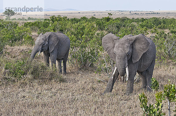Afrika  Kenia  Afrikanische Elefanten fressen Gras im Maasai Mara National Reserve
