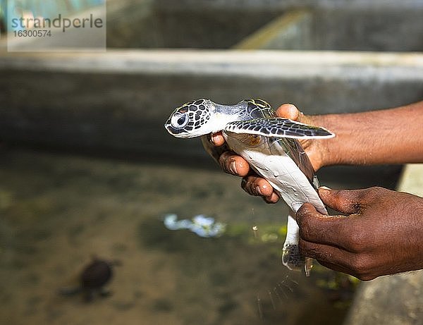 Sri Lanka  Hegalla Piyagama  Kosgoda  Aufzuchtstation für Meeresschildkröten