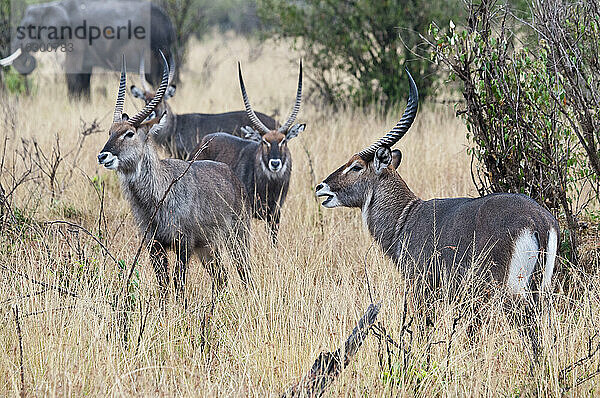 Afrika  Kenia  Maasai Mara National Reserve  Gruppe von Wasserböcken  Kobus ellipsiprymnus