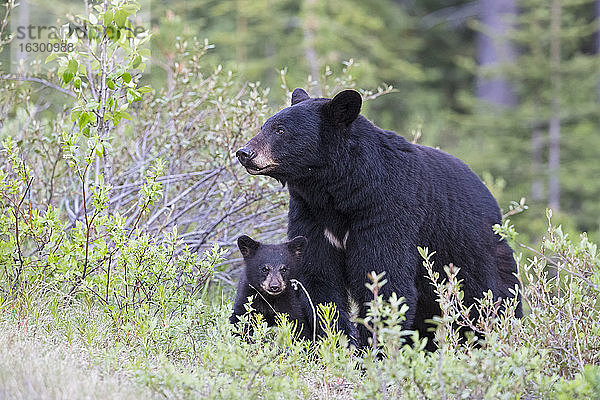 Kanada  Rocky Mountains  Alberta. Jasper National Park  Amerikanischer Schwarzbär (Ursus americanus) mit Bärenjunges auf einer Wiese