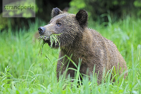 Kanada  Khutzeymateen Grizzly Bear Sanctuary  Porträt eines Grizzlybären