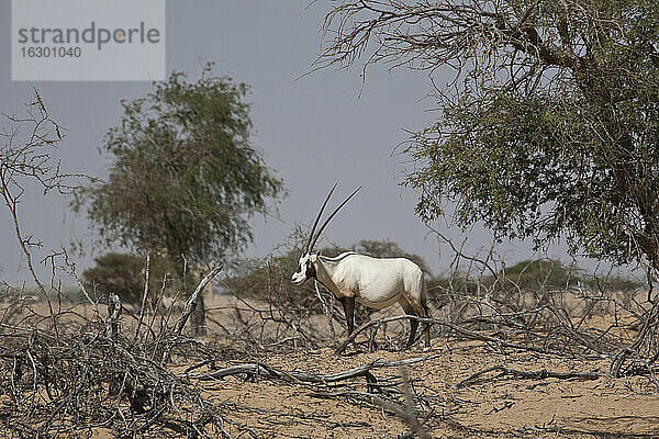 Oman  Jaluni  Schutzgebiet für Arabische Oryxe  Arabische Oryxe (Oryx leucoryx)