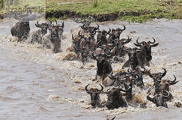 Afrika  Kenia  Maasai Mara National Reserve  Streifengnu (Connochaetes taurinus)  Gnus beim Überqueren des Mara-Flusses
