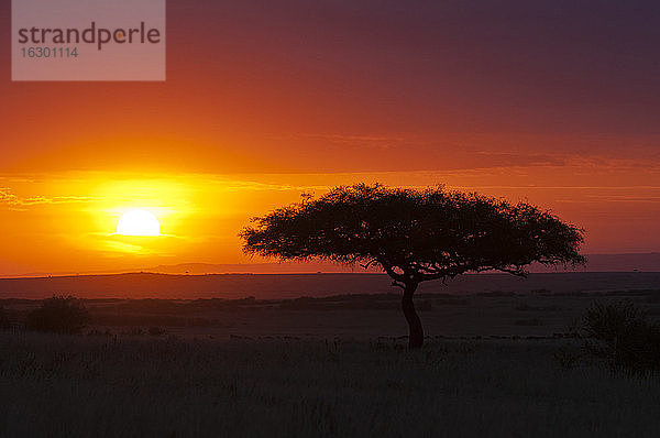 Afrika  Kenia  Blick auf das Maasai Mara National Reserve bei Sonnenuntergang
