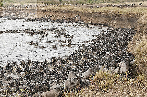 Afrika  Kenia  Maasai Mara National Park  Eine Herde von Streifengnus (Connochaetes taurinus)  während der Migration  Gnus überqueren den Mara Fluss
