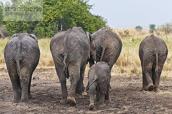Afrika  Kenia  Maasai Mara National Reserve  Afrikanische Elefanten  Loxodonta africana  Elefantenfamilie  Rückansicht