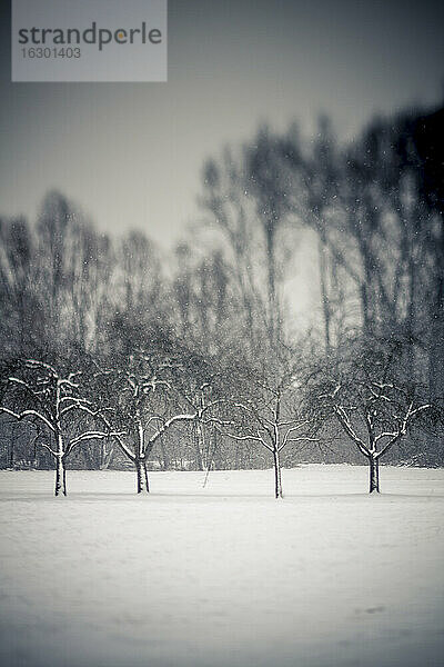 Deutschland  Baden Württemberg  Vaihingen  schneebedeckte Bäume