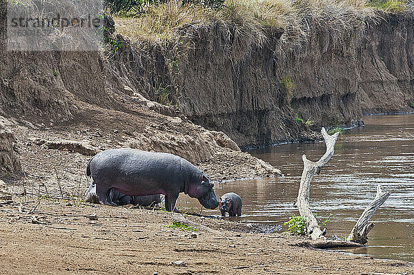 Afrika  Kenia  Maasai Mara National Reserve  Flusspferd (Hippopotamus amphibius) mit neugeborenen Jungen am Mara-Fluss