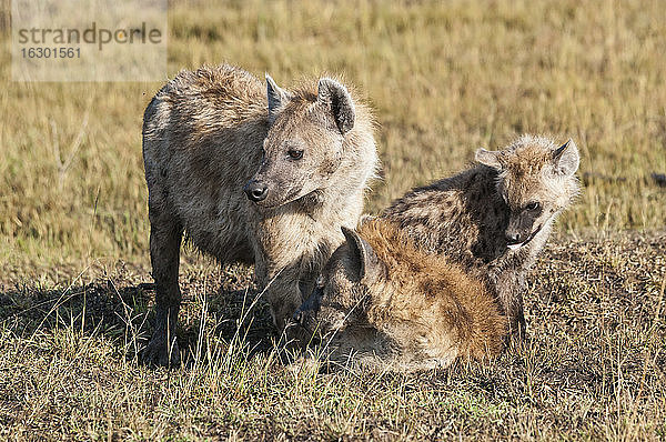 Afrika  Kenia  Maasai Mara National Reserve  Tüpfelhyäne (Crocuta crocuta)  Familie mit Jungtieren