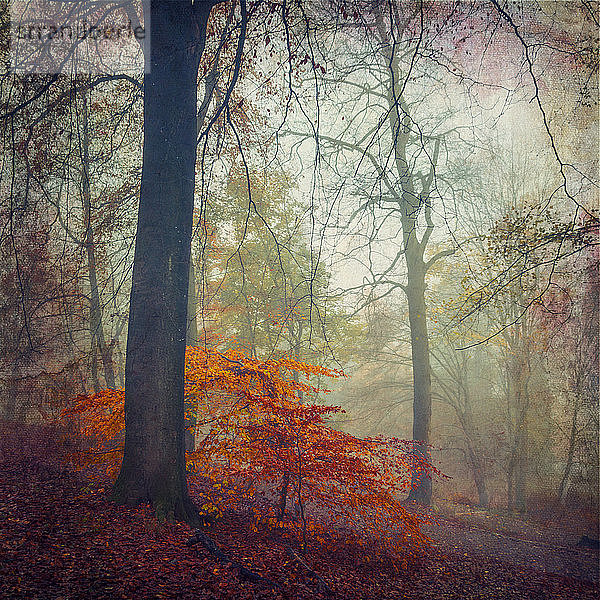 Wald im Herbst  Entfremdung