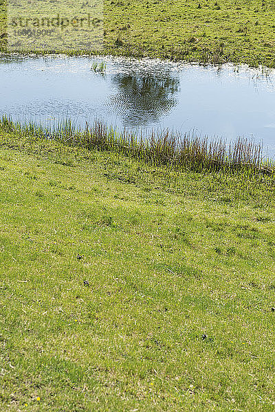 Schweden  Skanoer Med Falsterbo  Wasserspiegelung eines Baumes in einem Teich
