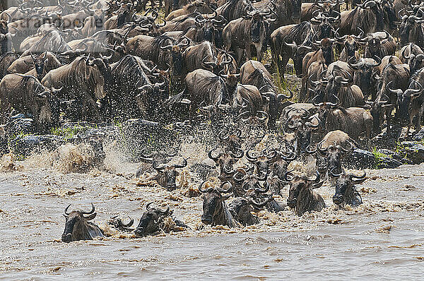 Afrika  Kenia  Maasai Mara National Reserve