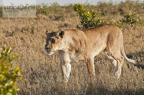 Kenia  Löwe auf Wanderung im Maasai Mara National Reserve