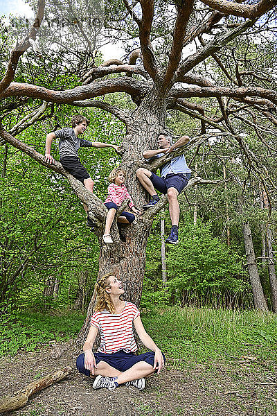 Familie genießt beim Spielen auf einem Baum im Wald