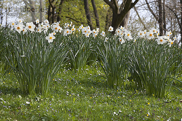 Weiße Narzissen (Narcissus)