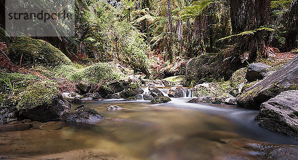 Neuseeland  Whakapapa-Gebiet  Tupapakurua-Wasserfälle  Regenwald