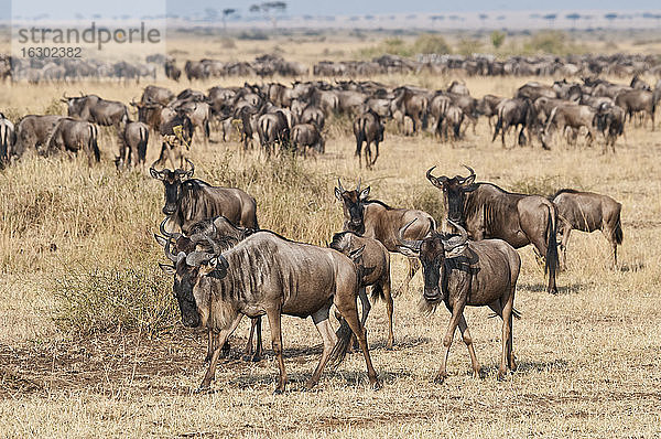 Afrika  Kenia  Maasai Mara National Reserve  Herde von Gnus  Connochaetes taurinus