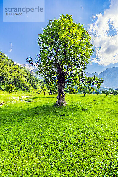 Österreich  Tirol  Vomp  Lebendige grüne Landschaft des Unterinntals im Sommer