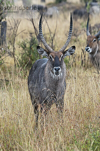 Afrika  Kenia  Maasai Mara National Reserve  Wasserbock  Kobus ellipsiprymnus