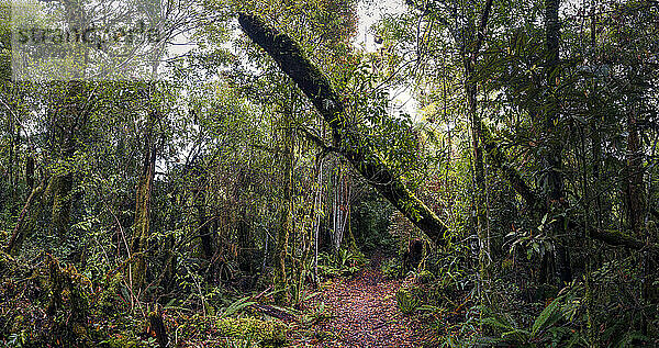 Neuseeland  Whakapapa-Gebiet  Tupapakurua Falls Track  Regenwald