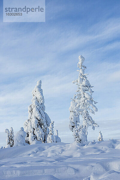 Skandinavien  Finnland  Rovaniemi  Bäume im Winter