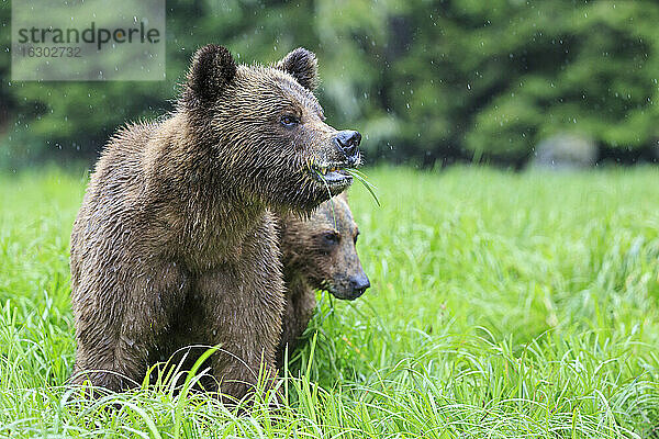 Kanada  Khutzeymateen Grizzly Bear Sanctuary  Grizzlybären fressen Gras