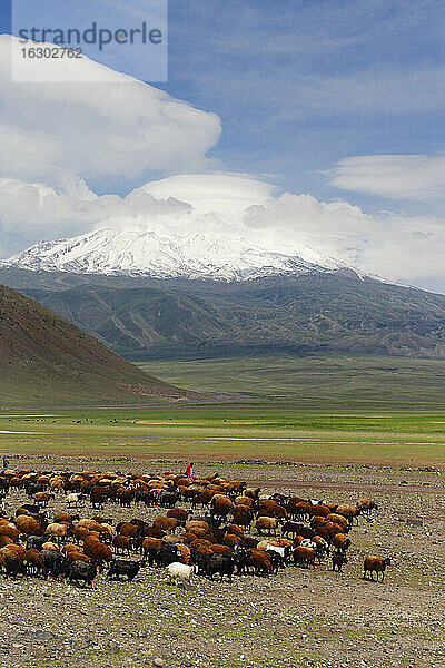 Türkei  Ostanatolien  Provinz Agri  Berg Ararat  Schafherde