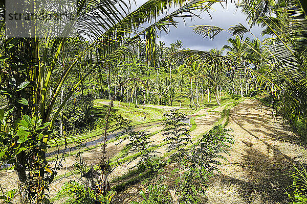 Indonesien  Bali  Tampaksiring  Vegetation