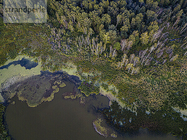 Luftaufnahme des bewaldeten Ufers des Torbeyevskoye Sees